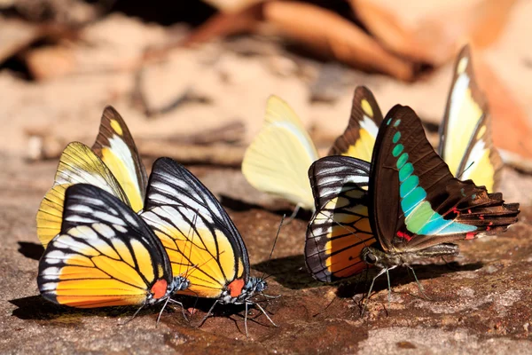 stock image Beauty and colorful butterfly