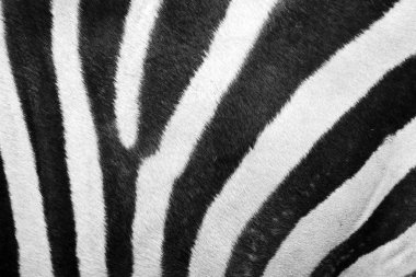 zebra kürkü