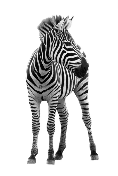Jonge mannelijke zebra geïsoleerd op witte achtergrond — Stockfoto