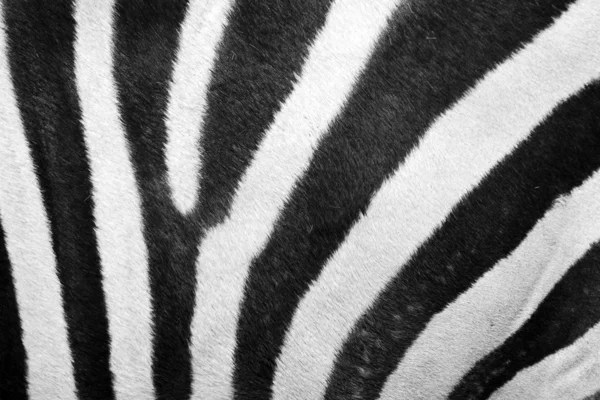 Pele de zebra — Fotografia de Stock