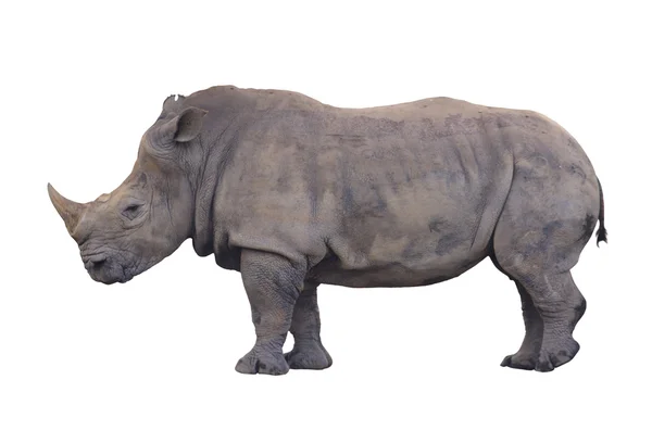 Enorme rhino geïsoleerd op witte achtergrond — Stockfoto