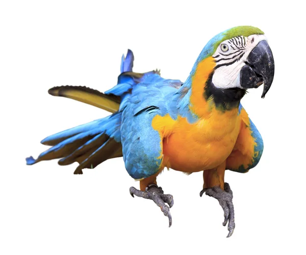 Цветной голубой попугай в зоопарке — стоковое фото