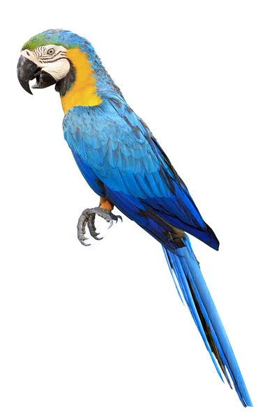 Colorful blue parrot macaw in zoo — Zdjęcie stockowe