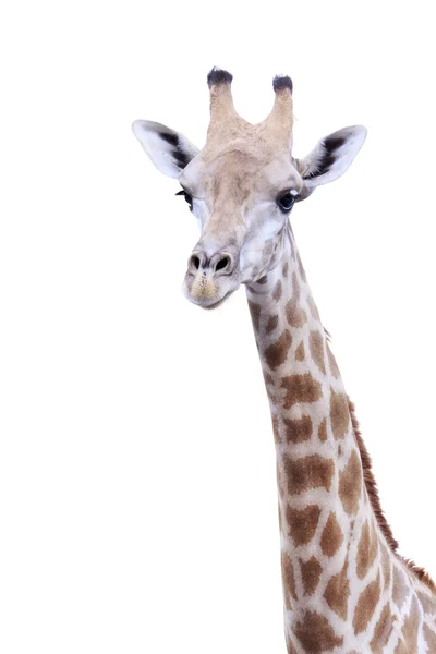 Kvinnliga giraff isolerad på vit bakgrund — Stockfoto