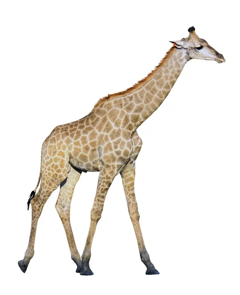 Женский жираф изолирован на белом фоне — стоковое фото