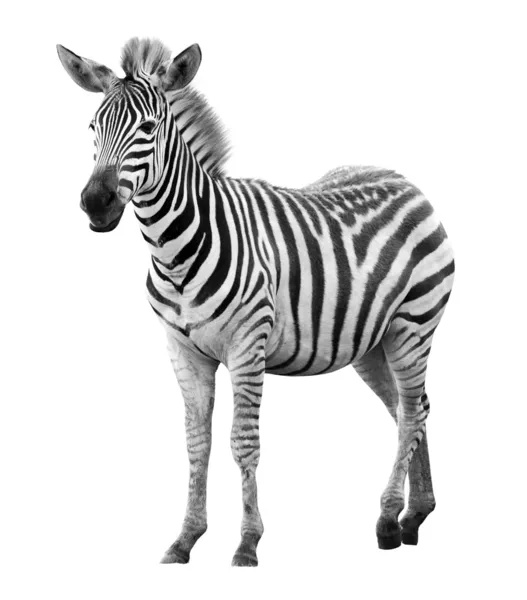 Unga manliga zebra isolerad på vit bakgrund Stockbild
