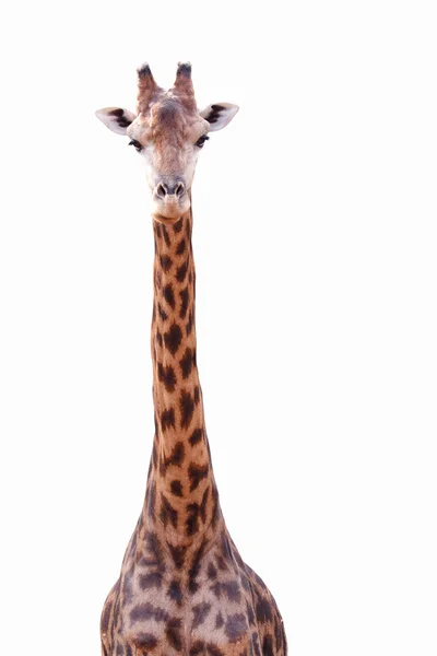 Żyrafa kobiece kobieta na białym tle — Zdjęcie stockowe