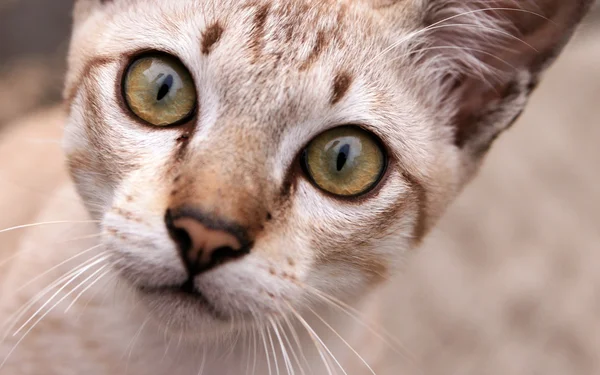 stock image Close-up of a gray kitten green eyes