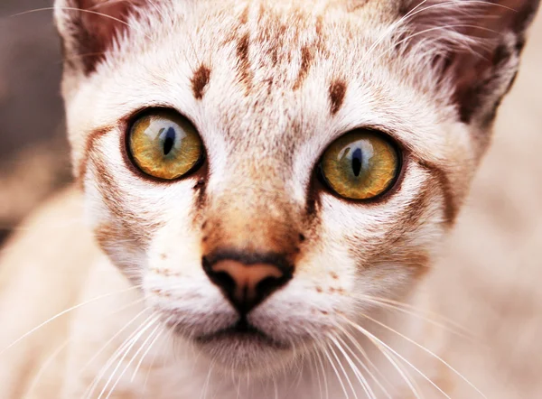 stock image Close-up of a gray kitten green eyes