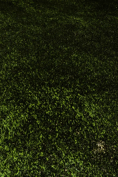 緑の草の質感の背景 — ストック写真