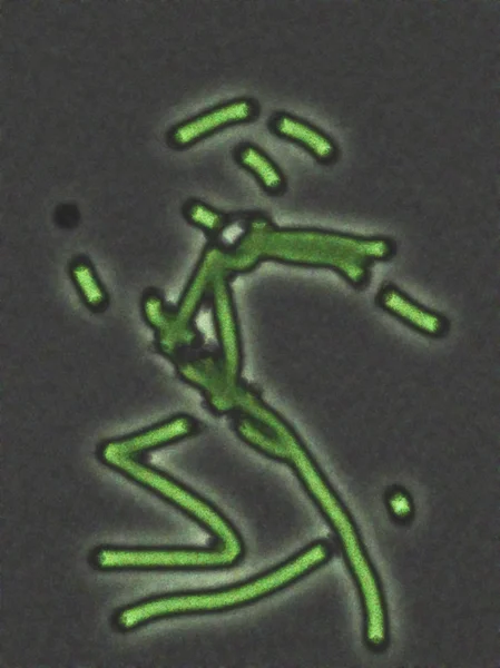 Bactéries au microscope — Photo
