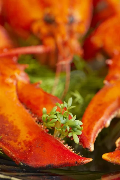 Kress 沙拉水煮的龙虾 — 图库照片