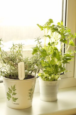 Rosemary and lemon balm on windowsill clipart