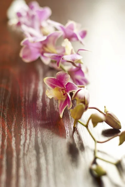 stock image Orchid