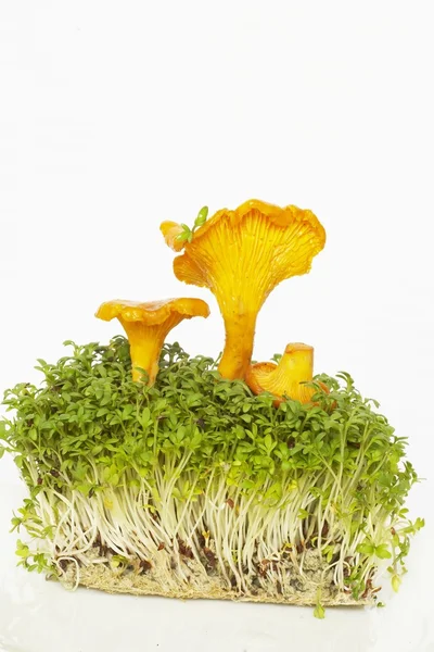 Натюрморт из свежих грибов и салат из водяного кресса на белом фоне — стоковое фото