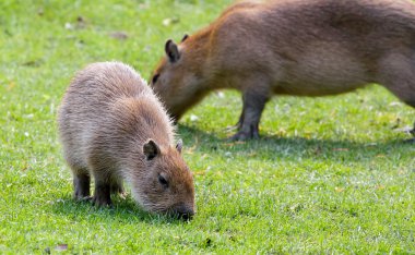 Capibara taze yeşil çimenlerin üzerinde otlatma