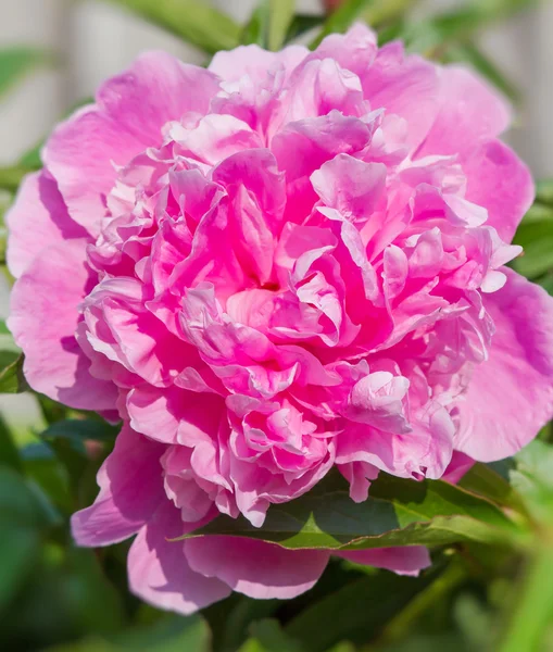 Grande fiore di peonia rosa in giardino — Foto Stock
