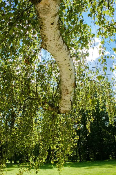春の青い空を背景とバーチの木葉します。 — ストック写真