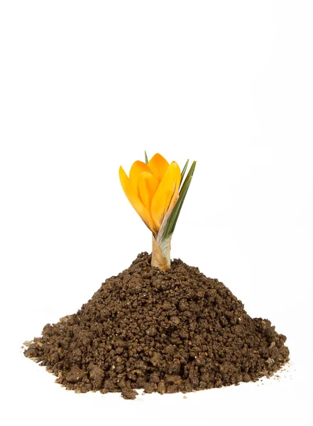 stock image Small plant crocus growing pile of the dirt