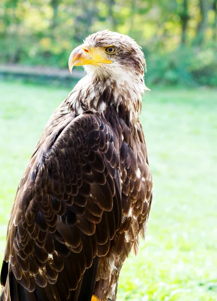 Big Sea Eagle Haliaeetus albicill — Stock Photo, Image