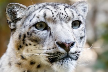 Close up Portrait of Snow Leopard Irbis clipart