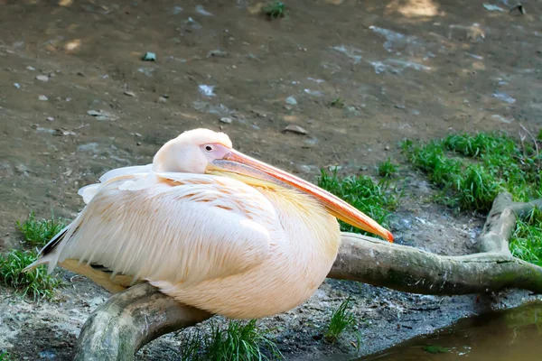 Pelican (Pelicanus onocrotalus) posing in camera — Stock Photo, Image