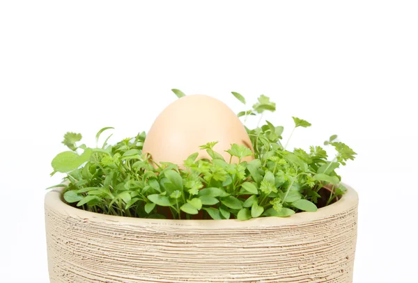 Frühlingsgemüse mit Ei im Keramiktopf — Stockfoto