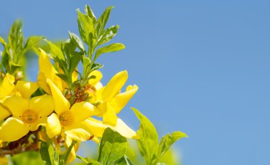 Blossoming forthysia in spring against blue sky and with space for text clipart