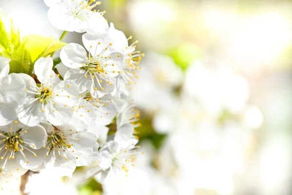 Jardim de maçã florescente na primavera com foco muito superficial — Fotografia de Stock