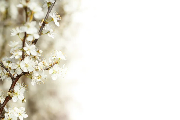 Blühende Kirsche im Frühling flach fokussiert und mit Platz für Text — Stockfoto