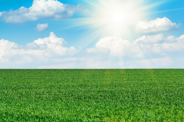 Sol e campo de grama fresca verde sob o céu azul — Fotografia de Stock