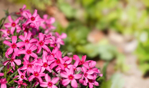 Pink blossoming plants in the spring garden — Stock Photo, Image