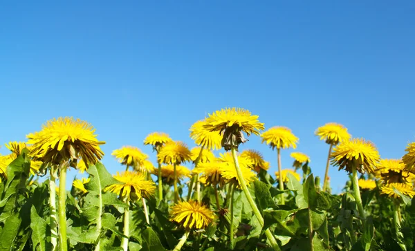Campo de flores de primavera dientes de león y día soleado perfecto — Foto de Stock
