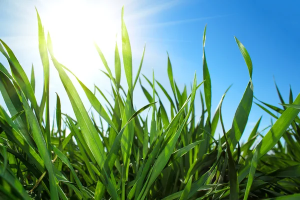 Green grass and blue sky with sun — Stock Photo, Image