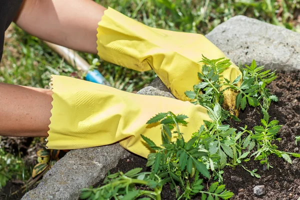 Détail du jardinage à la main femme avec des gants en caoutchouc jaune — Photo