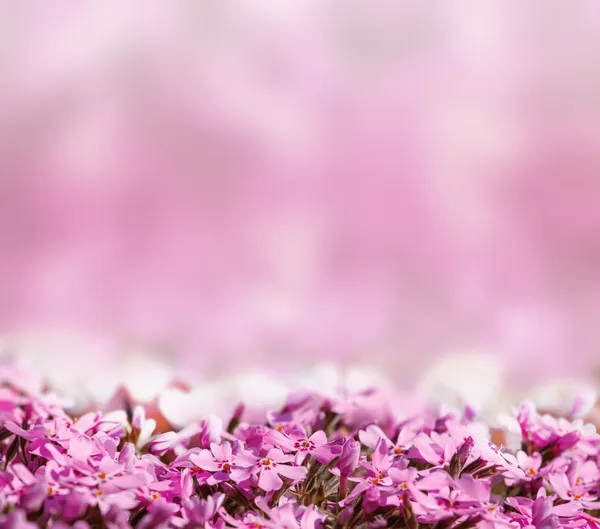 stock image Background with pink blossoming flowers