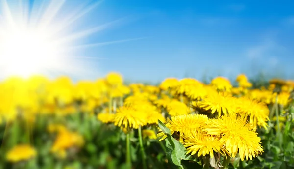 Field of spring flowers dandelions and perfect sunny day Stock Photo