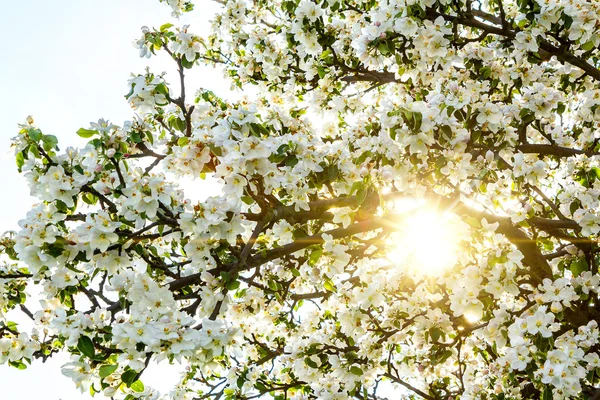Цветущее весеннее дерево с солнечным лучом — стоковое фото