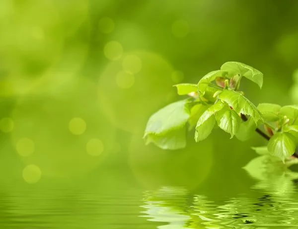 Green spring background with shallow focus and refflection — Stock Photo, Image