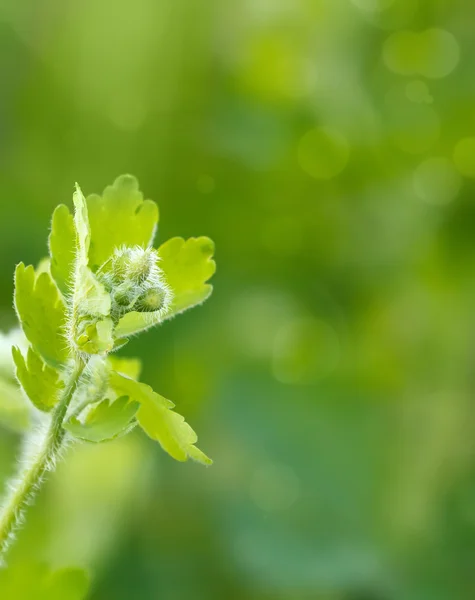 Green spring background with shallow focus — Stock Photo, Image