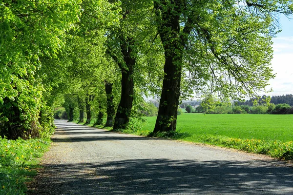 Estrada rural velha com linha de árvores — Fotografia de Stock