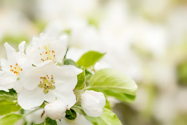 Blossoming flower in spring with very shallow focus — Stock Photo, Image