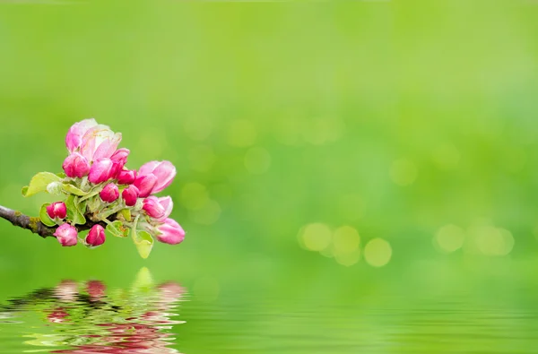 Groene lente achtergrond met ondiepe focus en refflection — Stockfoto