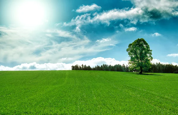 Jarní krajina s strom a modré nebe — Stock fotografie