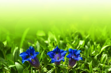 Trumpet gentiana blue spring flower in garden clipart