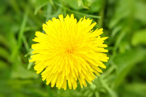 Yellow dandelion on a green background — Stock Photo, Image