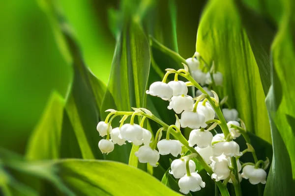 Blooming Lily of the valley in spring garden — Stock Photo, Image