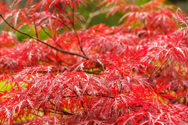 Fundo natural folha de bordo vermelho — Fotografia de Stock
