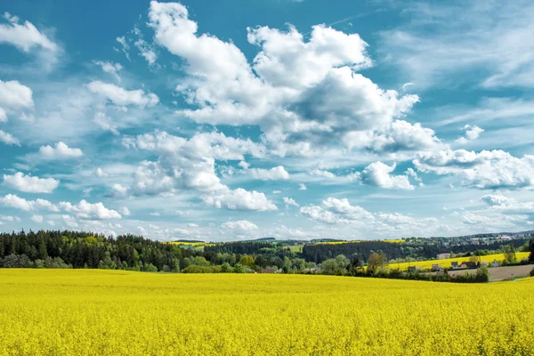 stock image Beautiful summer rural landscape