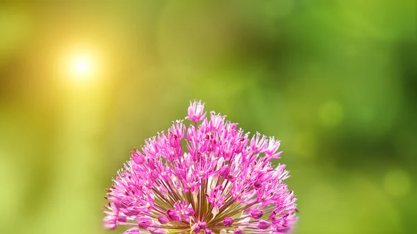 Letní pozadí s růžovými allium květ vpředu — Stock fotografie